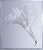 Winged Woman in White Lily - on canvas, silver frame